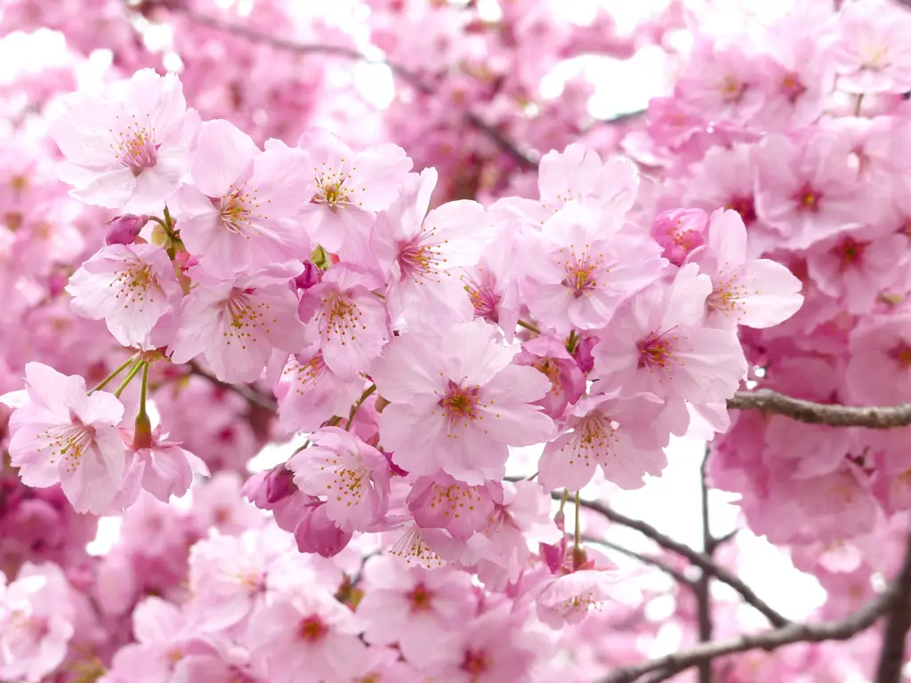 Gambar bunga sakura Jepang yang indah