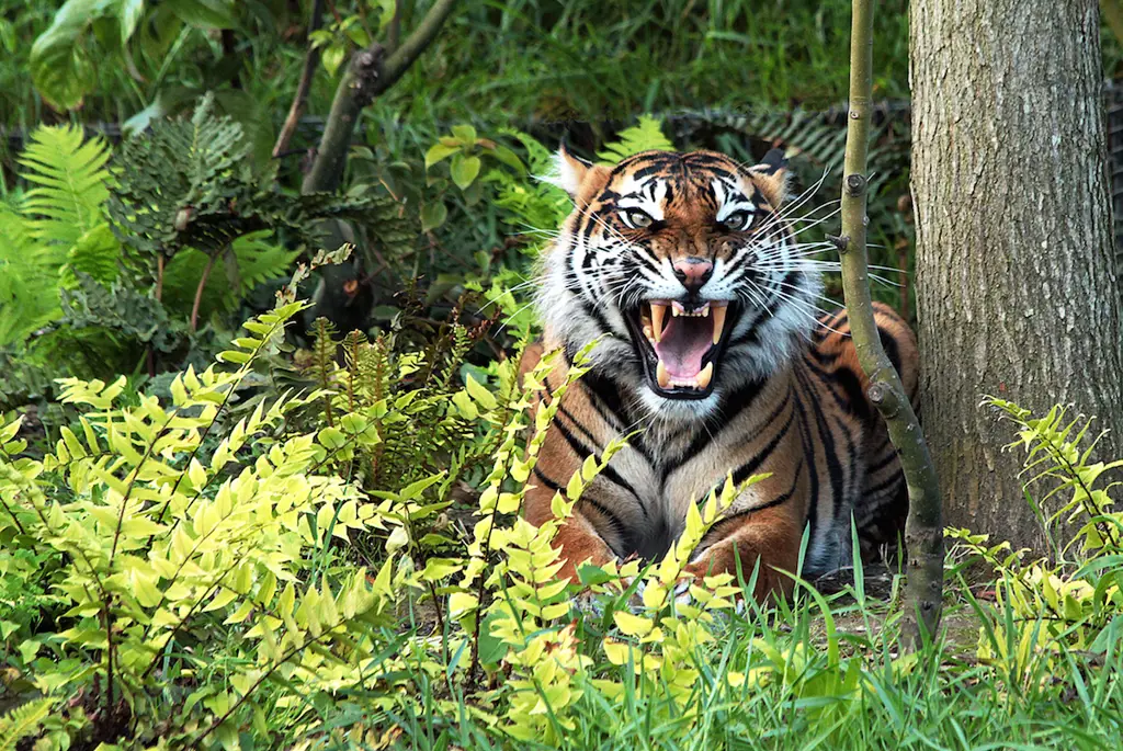 Harimau Sumatera yang gagah