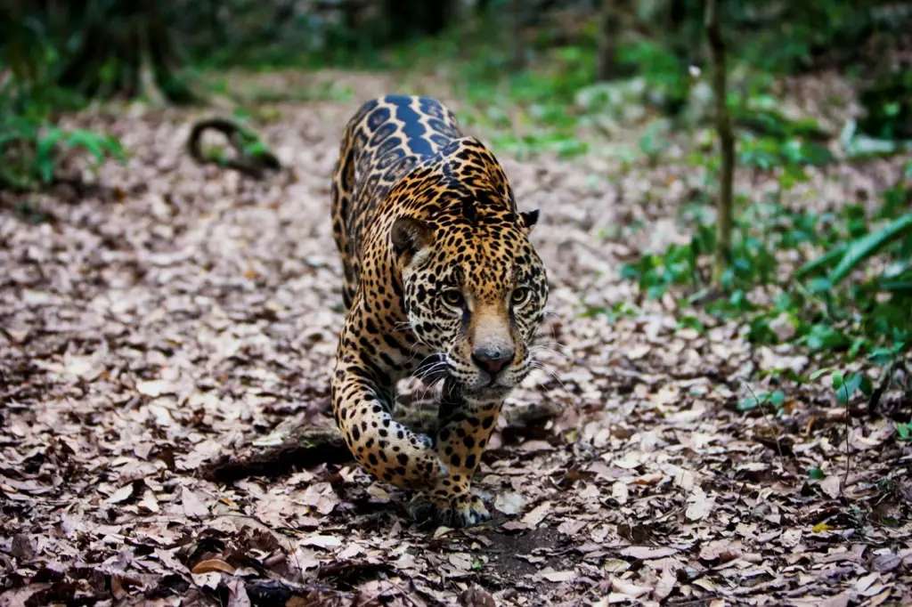 Jaguar Meksiko, hewan buas yang indah dan kuat