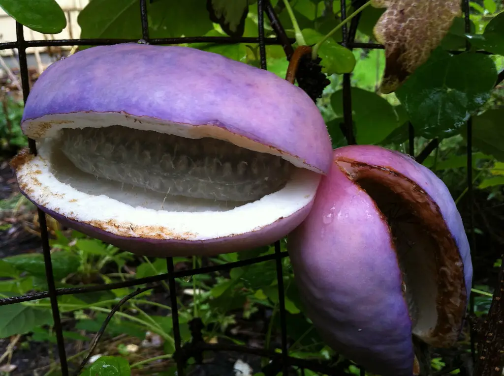 Foto close-up buah Akebi yang segar dan menggugah selera