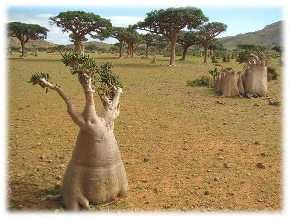 Ekosistem Pulau Socotra