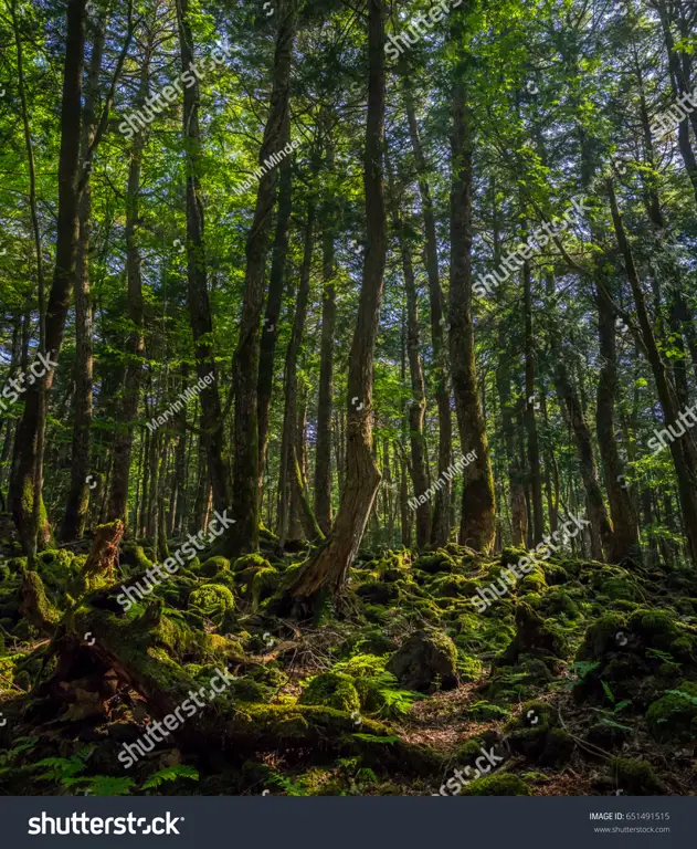 Suasana hutan misterius dalam anime Ura Sekai Picnic