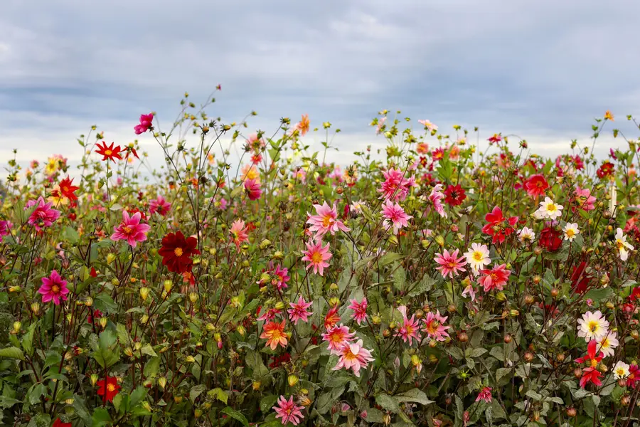 Ladang bunga dahlia dengan kabut mistis