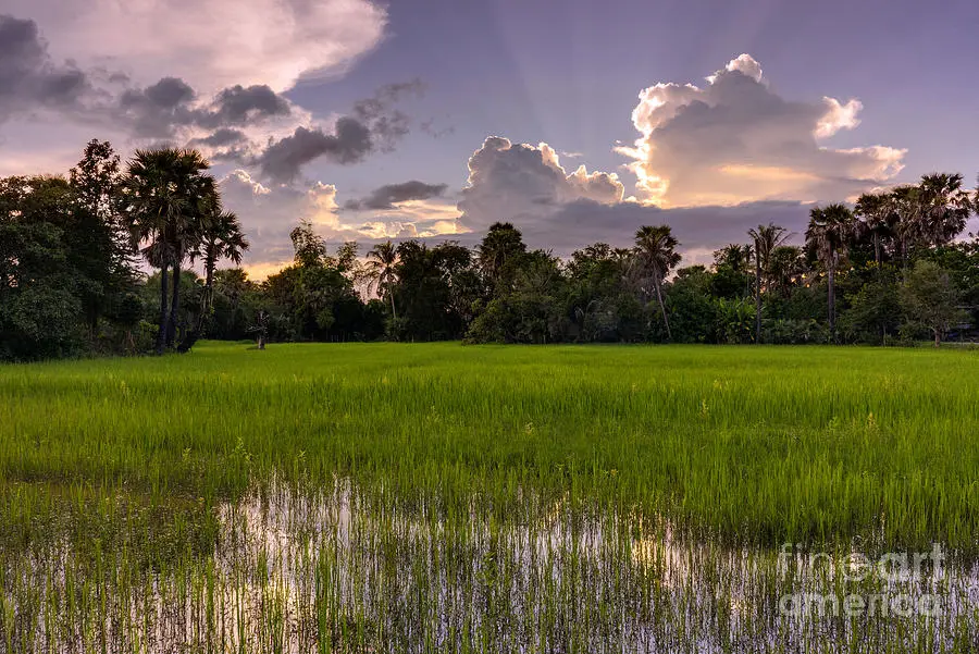 Sawah-sawah di Kamboja yang luas dan hijau