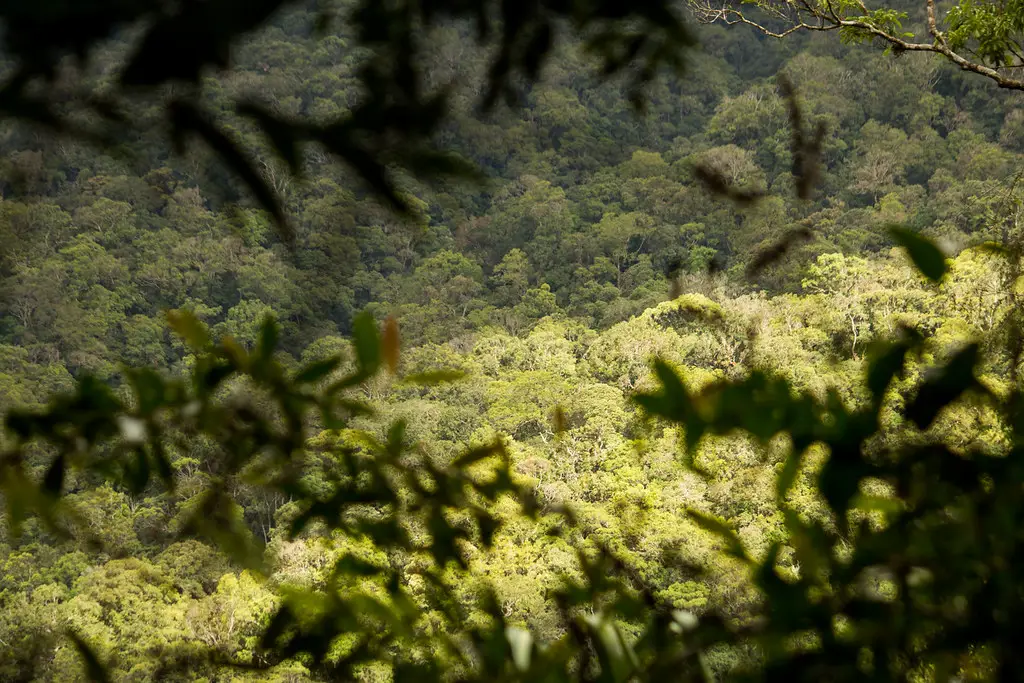 Keanekaragaman flora dan fauna di Gunung Kunyit