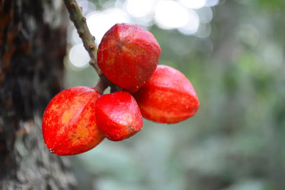 Berbagai jenis flora di Kamboja