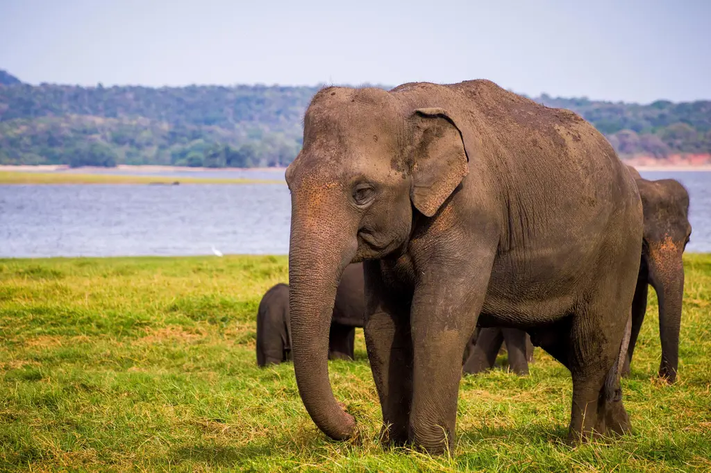 Gajah Asia di habitat aslinya