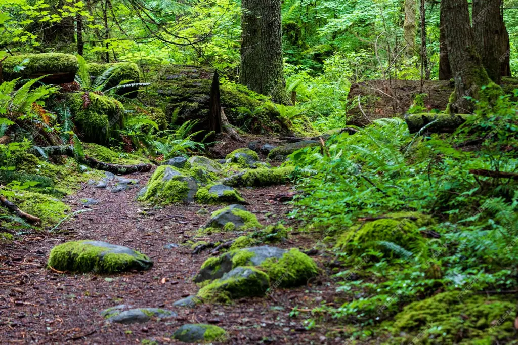 Hutan hijau lebat di Indonesia