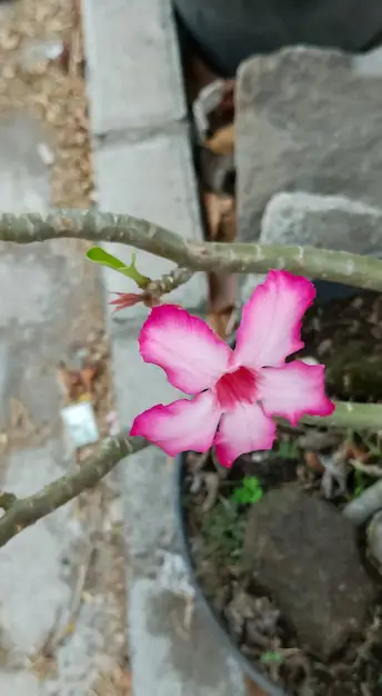 Bunga kamboja jepang yang tumbuh subur di taman