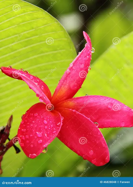 Kamboja merah darah yang sedang mekar dengan warna merah pekat