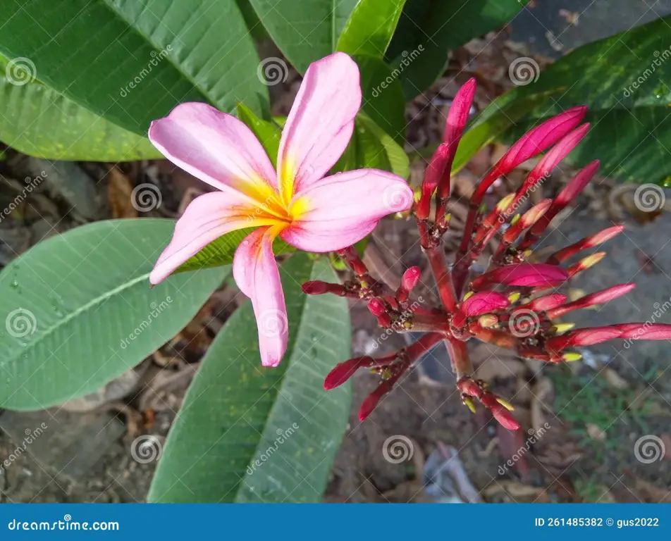 Kamboja Merah Kecap di Taman