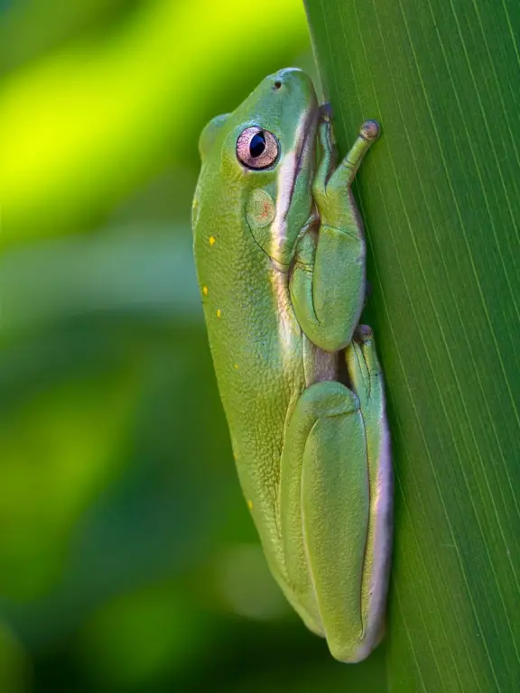 Katak pohon hijau di dedaunan