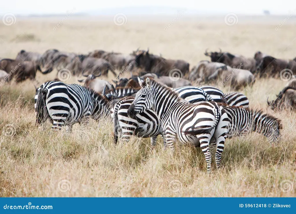 Kawanan Zebra di Sabana Afrika