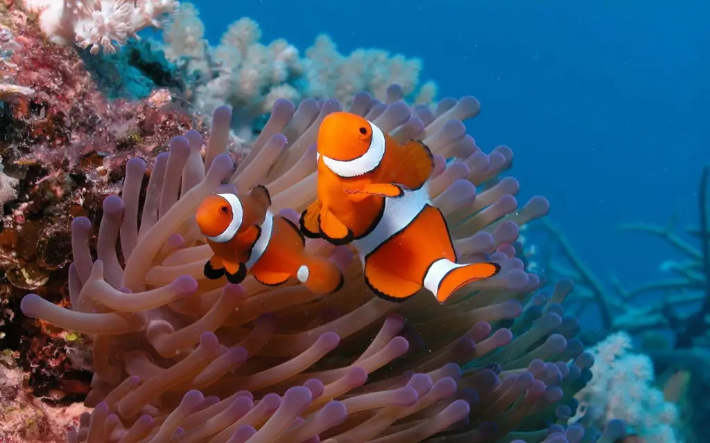 Kehidupan liar di laut