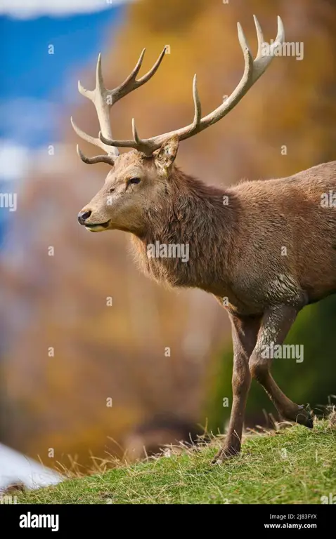 Kehidupan liar di pegunungan Alpen Austria