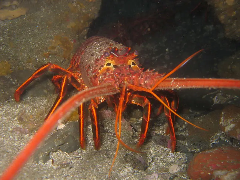 Lobster merah di habitat aslinya