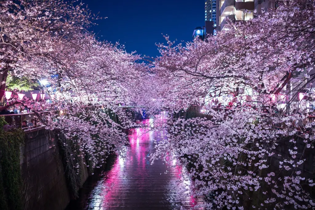 Pemandangan malam bunga sakura di Jepang