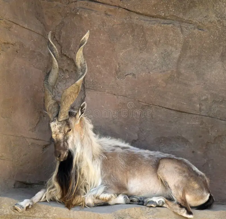 Markhor, kambing dengan tanduk melingkar