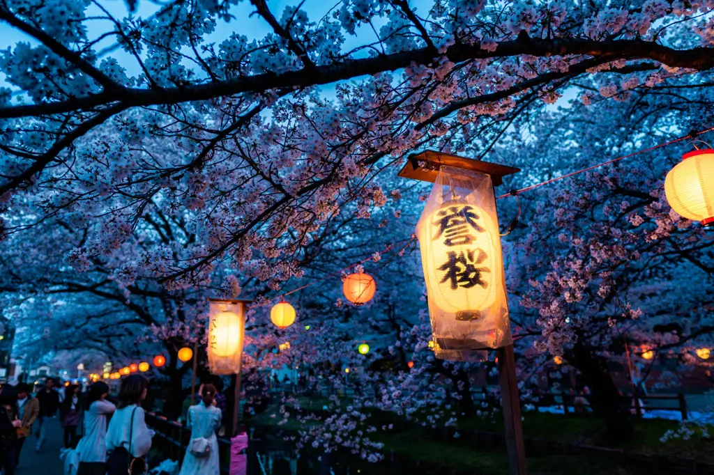 Gambar bunga sakura musim semi di Jepang