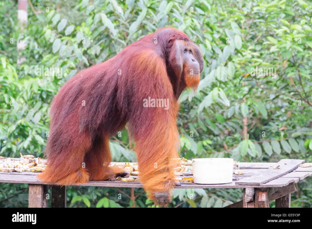 Orangutan Kalimantan di habitat aslinya