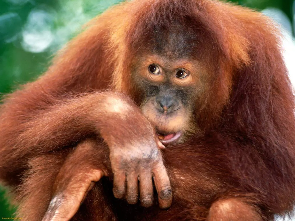 Orangutan Sumatera