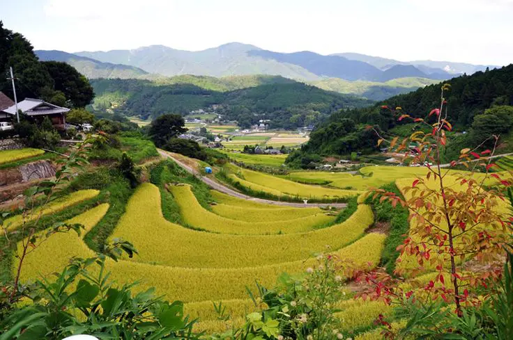 Pemandangan pedesaan Jepang yang indah dan menenangkan