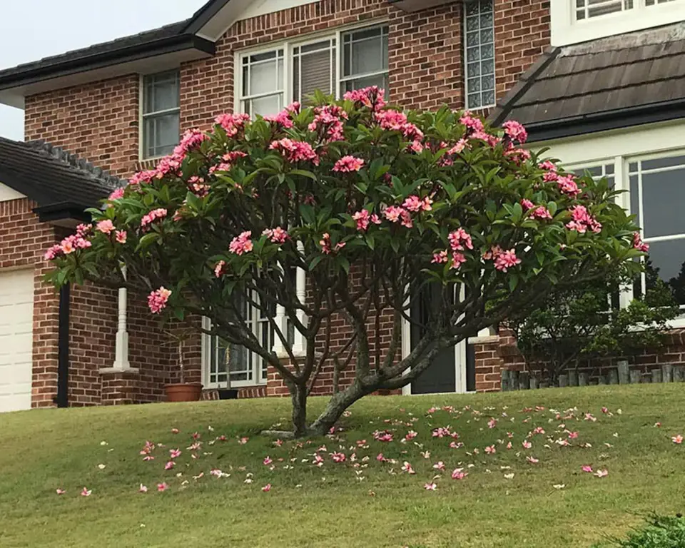 Pohon kamboja yang tumbuh subur di depan rumah