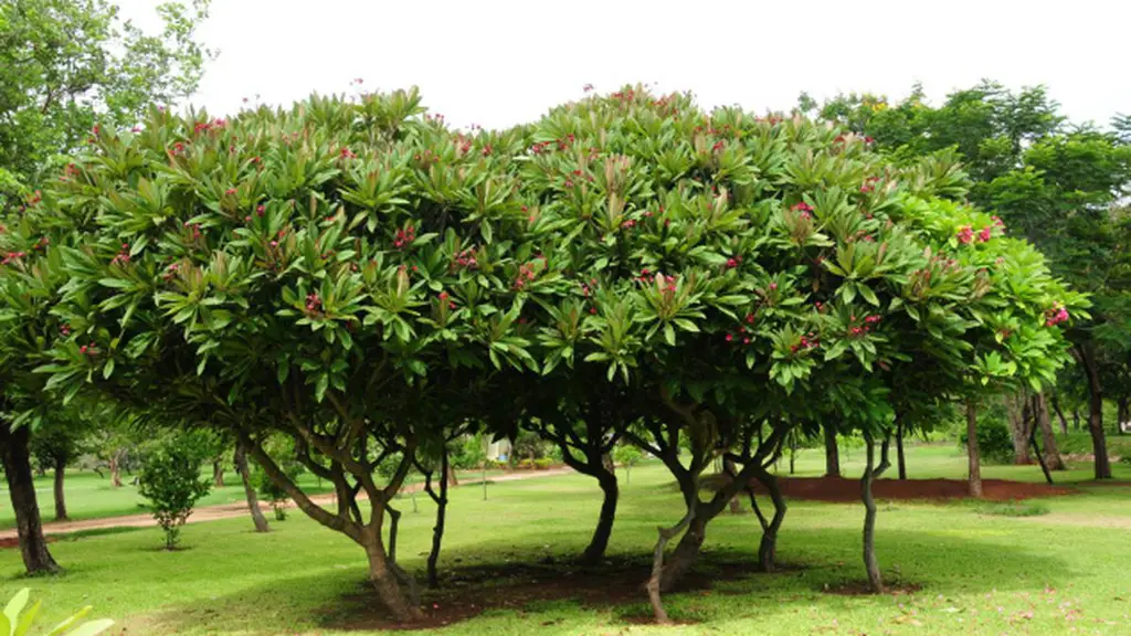 Pohon kamboja yang tumbuh subur di sebuah taman