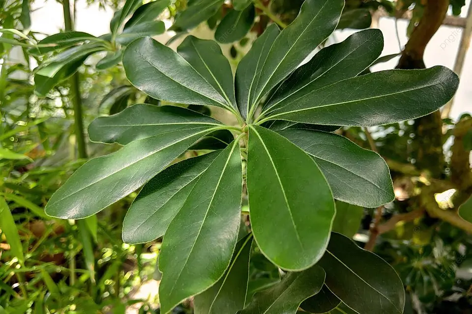 Pohon kamboja di pemakaman