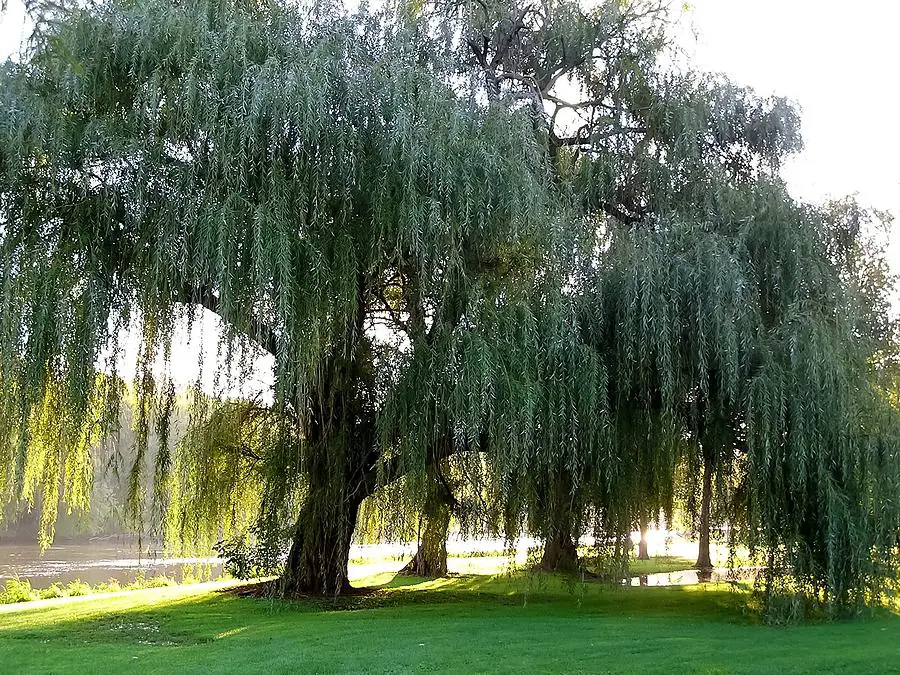 Pohon willow di tepi sungai