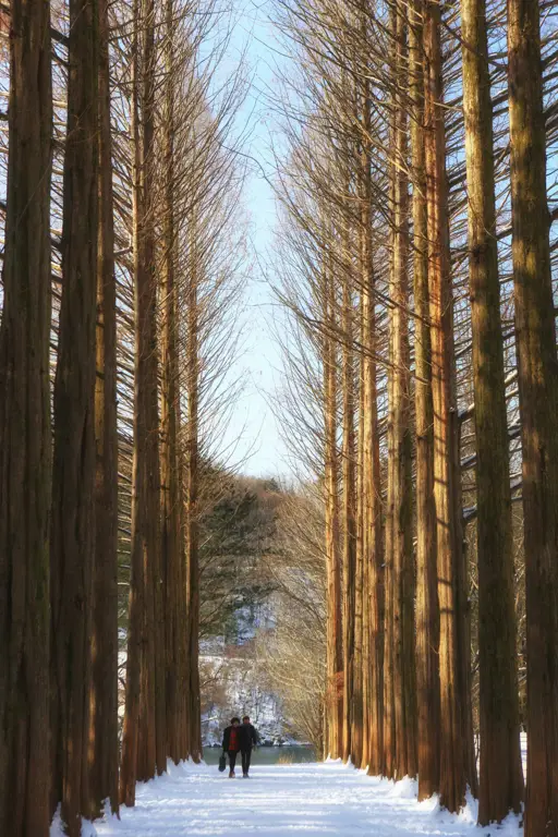 Pemandangan Pulau Nami yang indah, lokasi syuting Winter Sonata.