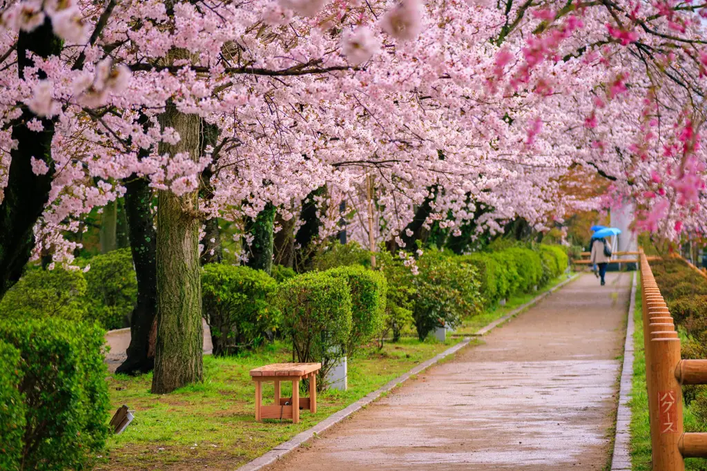 Ilustrasi bunga sakura Jepang