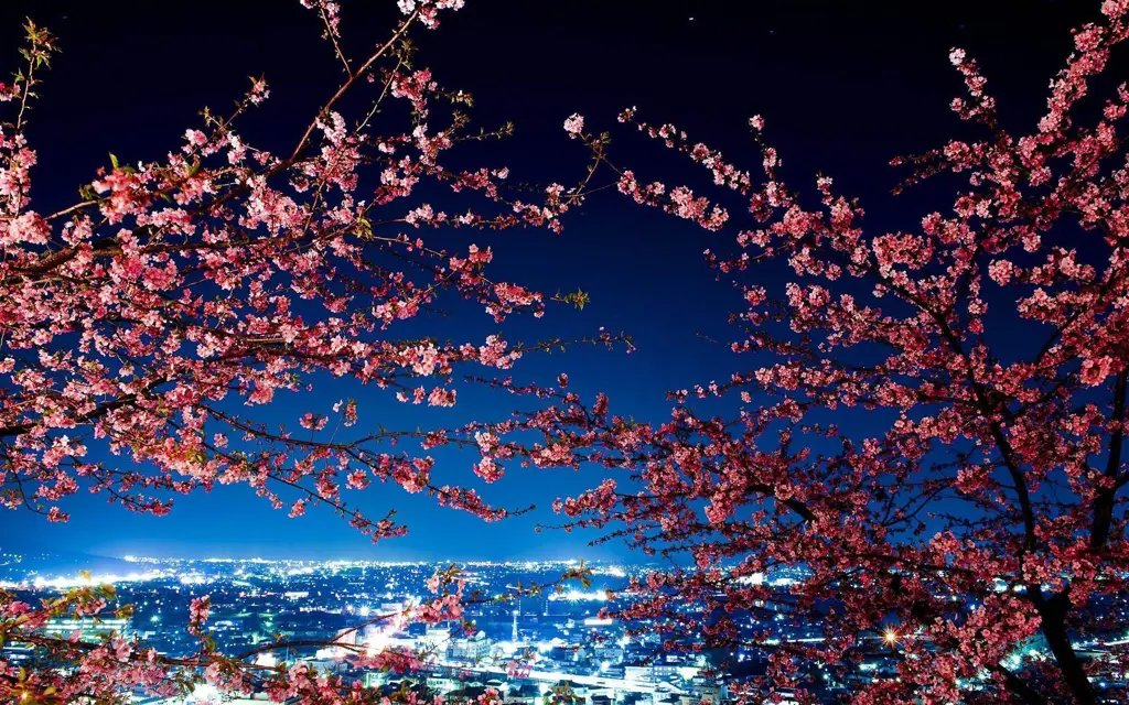 Bunga sakura yang mekar di malam hari