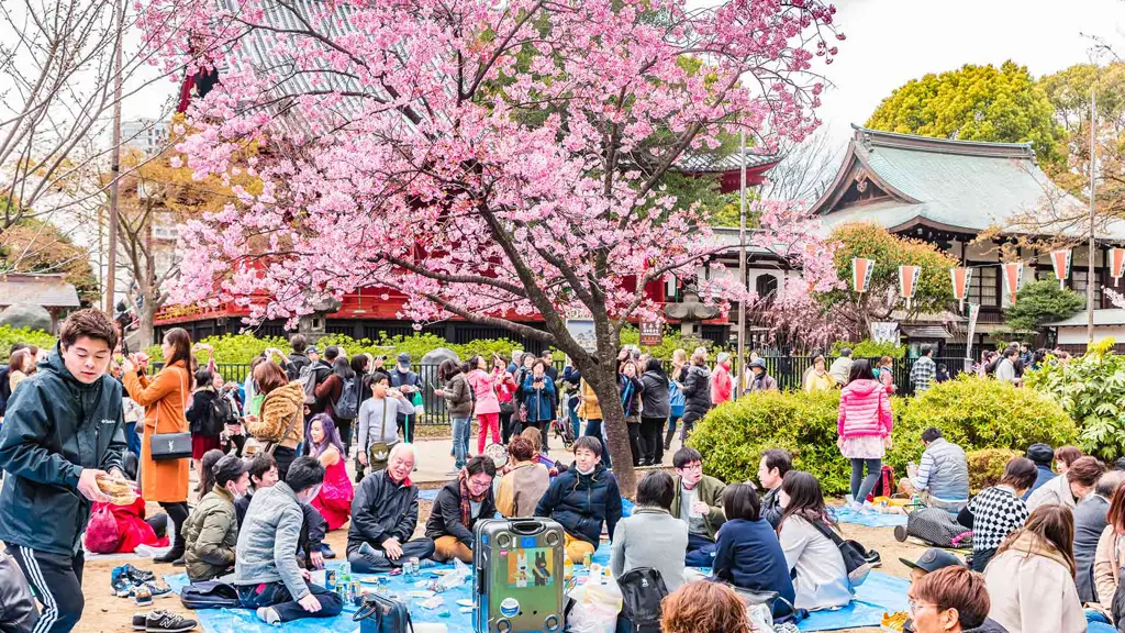 Gambar bunga sakura musim semi di Jepang