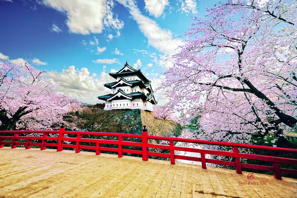 Gambar bunga sakura di Jepang