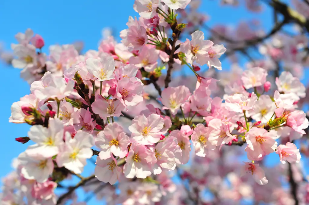 Gambar bunga sakura musim semi yang indah