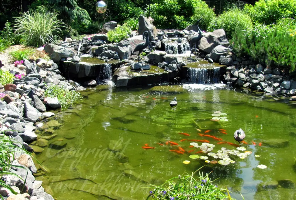 Kolam ikan Koi yang indah dan tenang