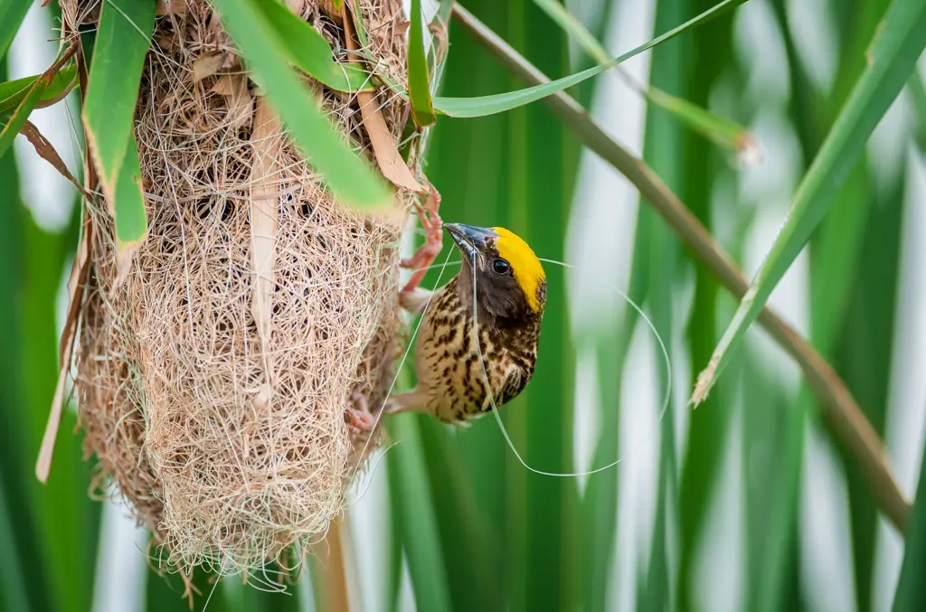 Sarang burung yang menakjubkan