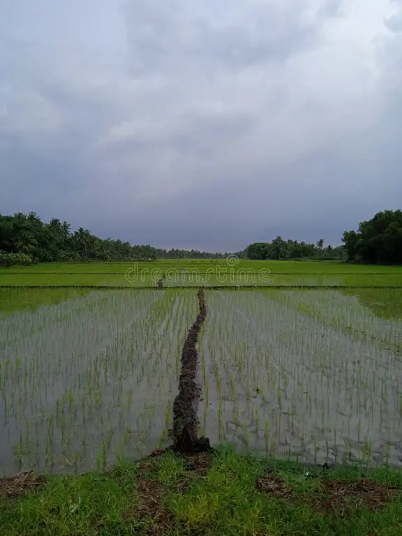 Sawah-sawah di Lampung