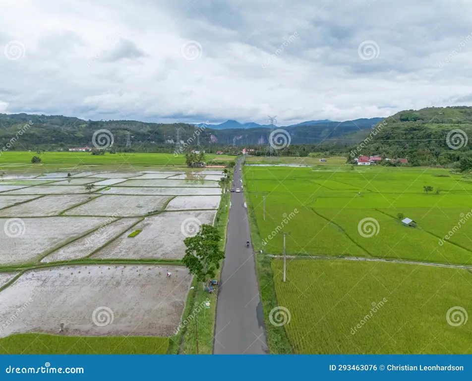 Sawah hijau yang indah di Bandar Petalangan, Riau