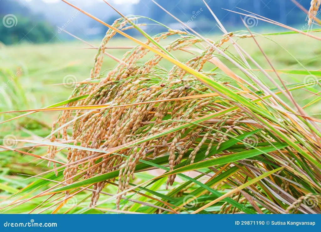 Sawah-sawah hijau di Fujimiya