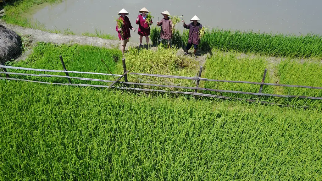 Sawah padi di Kamboja