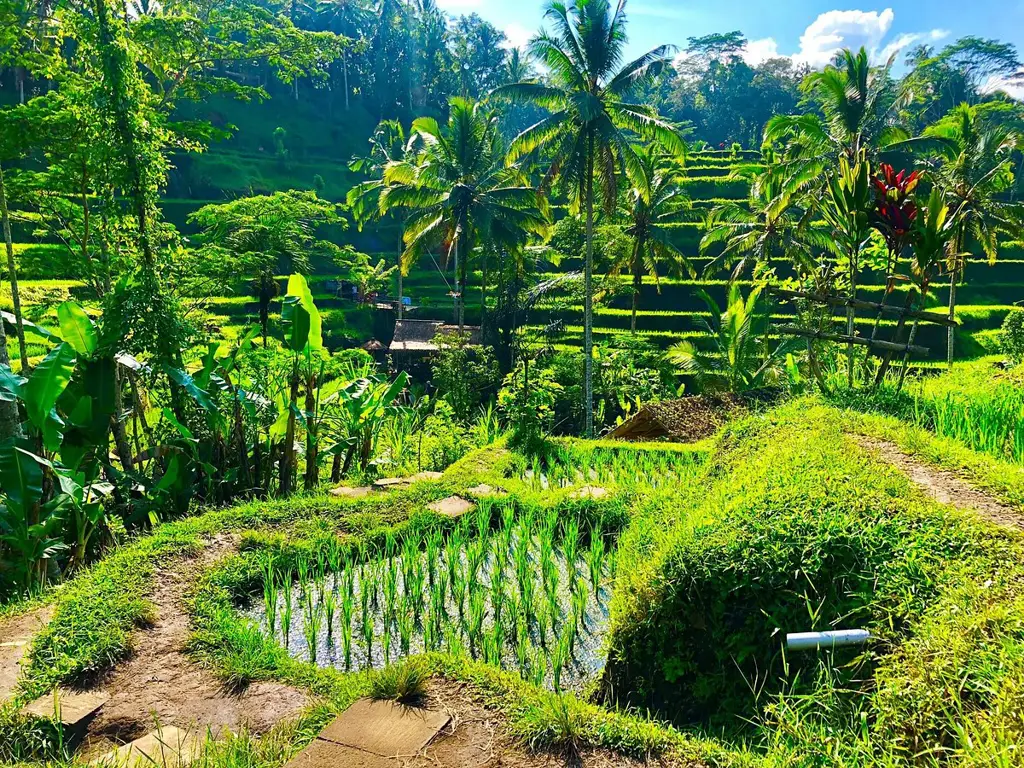 Sawah terasering di Bali yang hijau