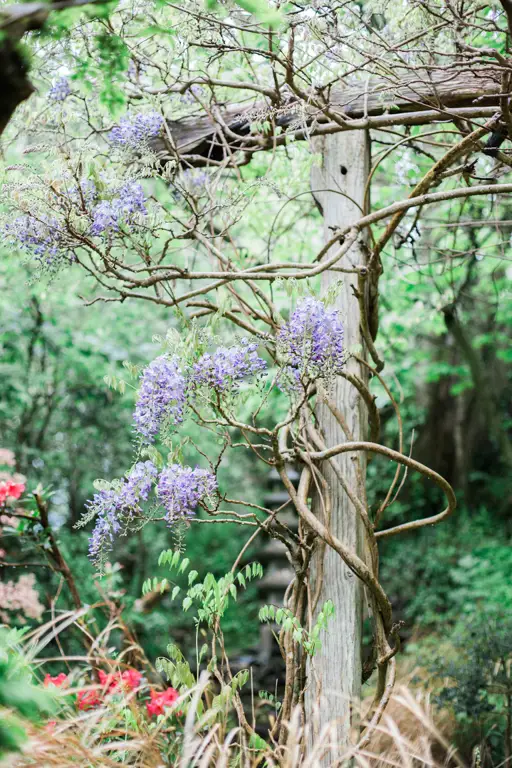 Taman Jepang yang indah dengan hujan rintik-rintik