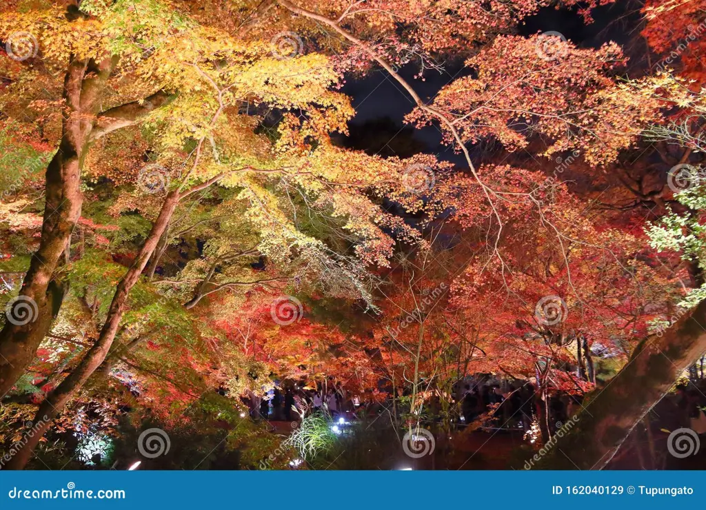 Taman Jepang di malam hari