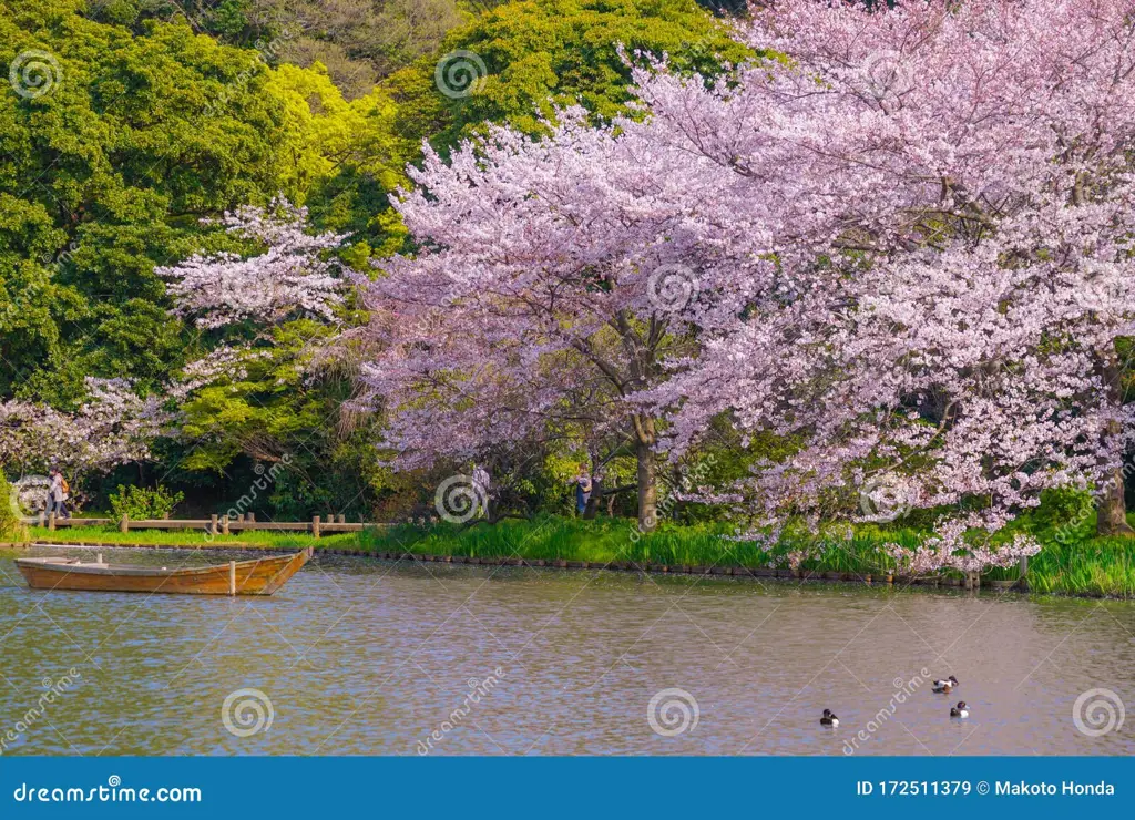 Taman Jepang yang sedang bermekaran