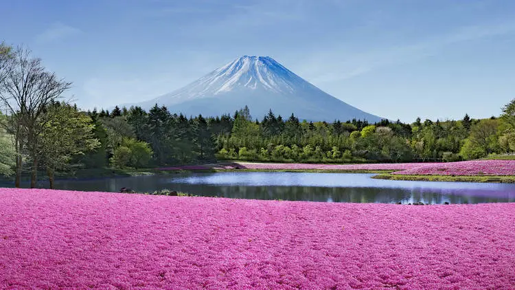 Taman Jepang dengan berbagai bunga yang sedang mekar