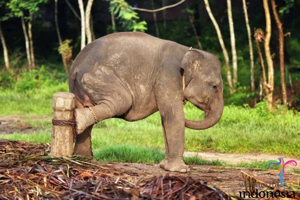 Gajah Sumatera di Taman Nasional Way Kambas