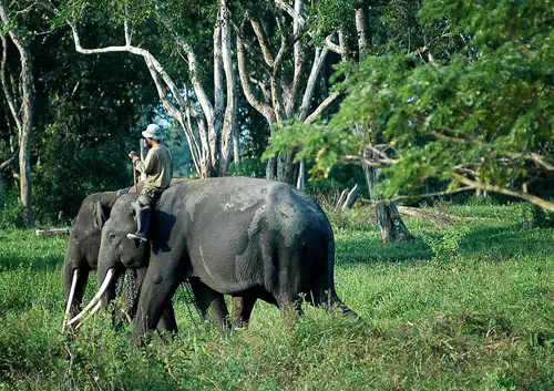 Foto gajah sumatera di Taman Nasional Way Kambas