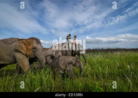 Taman Nasional Way Kambas, habitat gajah sumatera